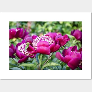 Beautiful Deep Magenta Peonies in Late May Posters and Art